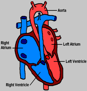 Structure And Function Of The Heart Biology Notes For Igcse 2014