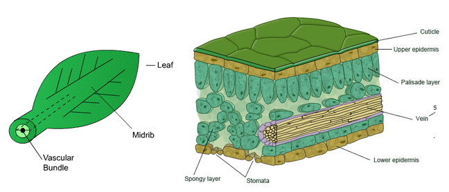 Distribution of Xylem and Phloem in roots, stems and ...
