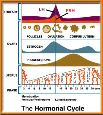 Menstrual cycle - Biology Notes for IGCSE 2014