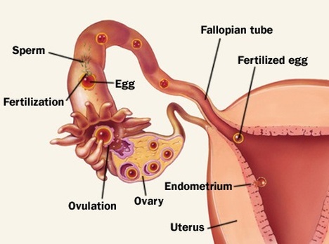 fertilisation biology fertilization igcse egg ovulation ovarian implantation failure premature cycle released menstrual ovaries travels drugs