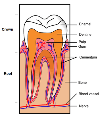 Human Teeth And Dental Decay Biology Notes For Igcse 2014