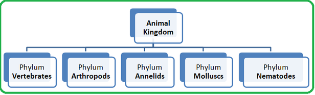 Biology Animal Kingdom Chart