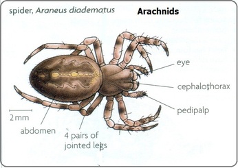 arachnids igcse biology phylum arthropods respiratory system weebly notes dwelling scorpions spiders ticks organisms land