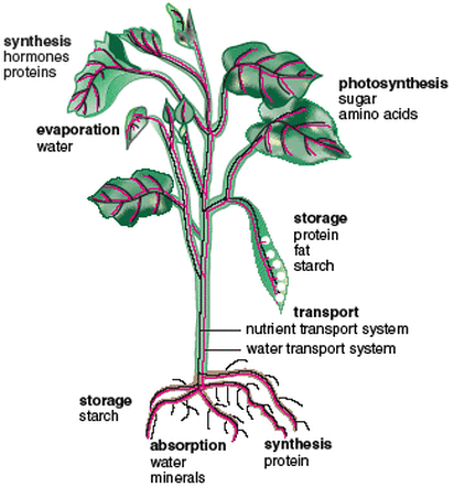 absorption of water and minerals by roots