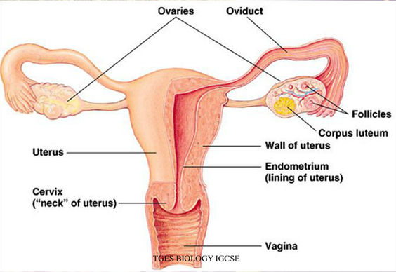 Reproductive system - Biology Notes for IGCSE 2014