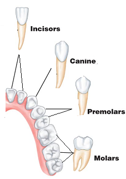 Human Teeth Names Diagram