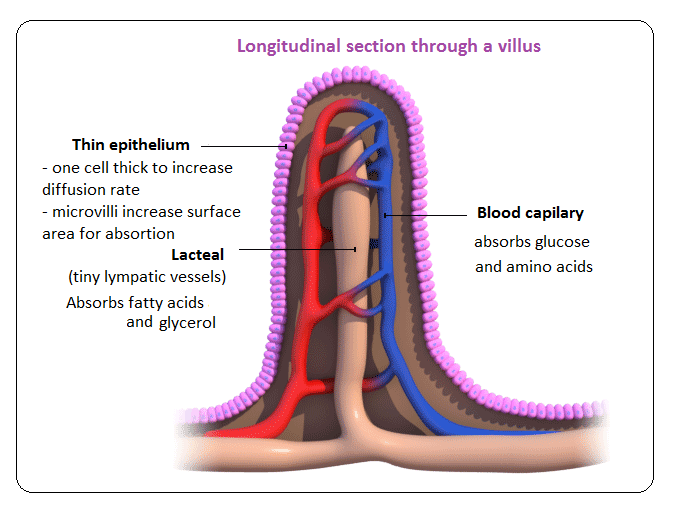 Absorption – function of the small intestine and significance of villi