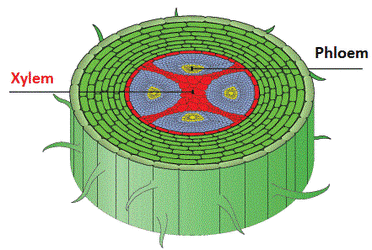 Distribution of Xylem and Phloem in roots, stems and ...