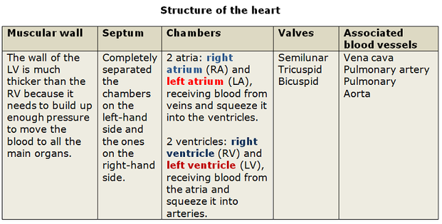 Structure and function of the heart - Biology Notes for ...