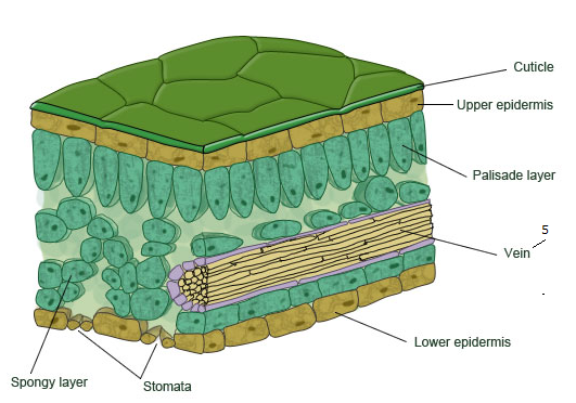 Leaf structure - Biology Notes for IGCSE 2014