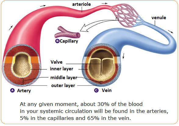 Arteries, veins and capillaries - structure and functions ...