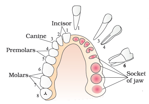 Human Teeth And Dental Decay Biology Notes For Igcse 2014