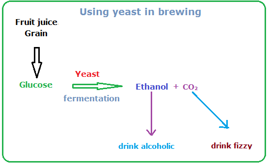 yeast fermentation equation