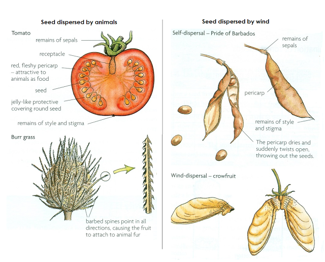 Seed dispersal - Biology Notes for IGCSE 2014