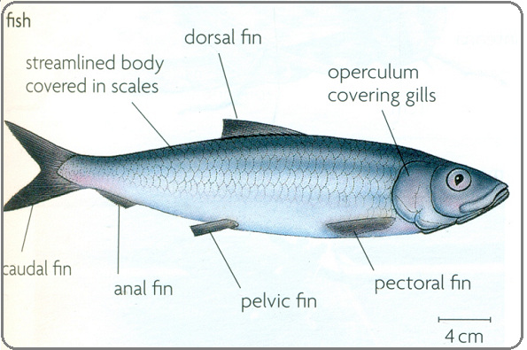 Phylum Vetebrates - Biology Notes for IGCSE 2014