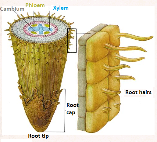 Root hairs and water uptake by plants - Biology Notes for IGCSE 2014