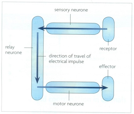 function of a reflex arc