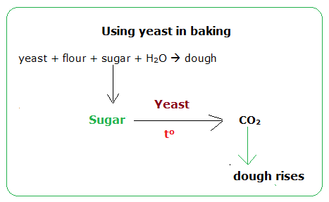Using yeast to make bread and beer - Biology Notes for ... stages of osmosis diagram 