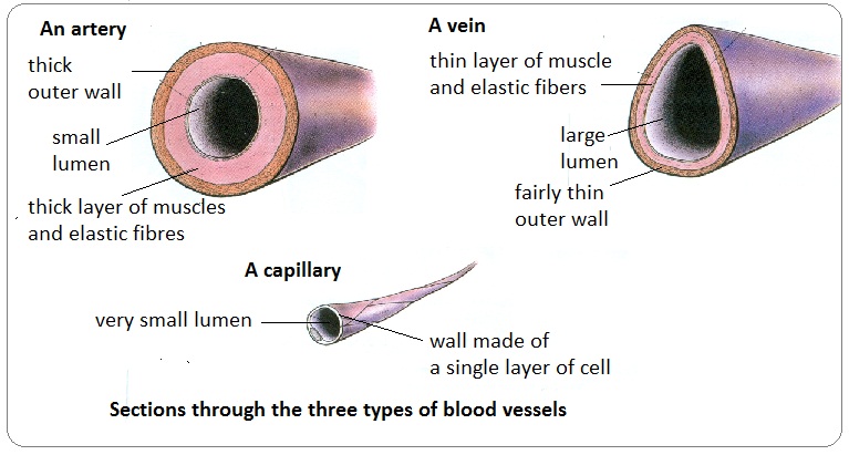 arteries veins and capillaries comparison
