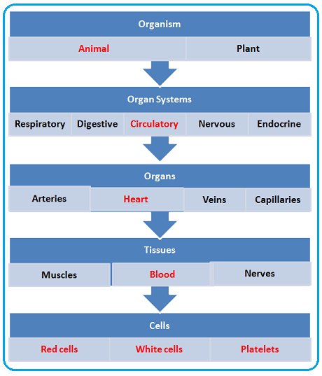 Tissues, Organs, Systems - Biology Notes for IGCSE 2014