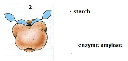 4: Lock-and-key model that explains the selectivity of enzymes. Picture
