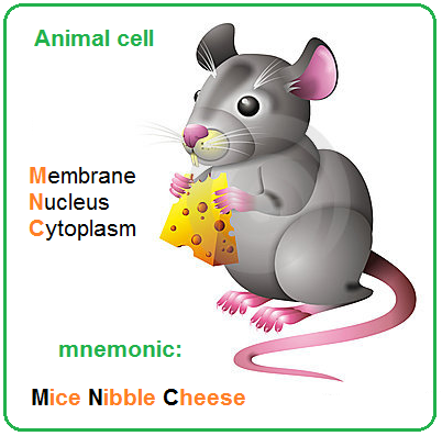 Structure - Biology Notes for IGCSE 2014