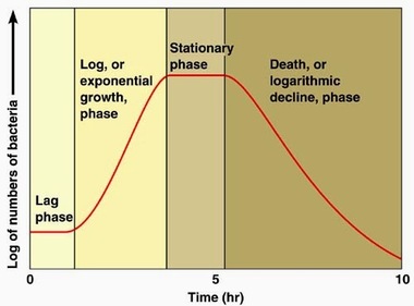growth curve population biology od600 rate igcse bacterial bacteria phases phase log graph stationary death yeast factors spectrophotometer conditions affecting