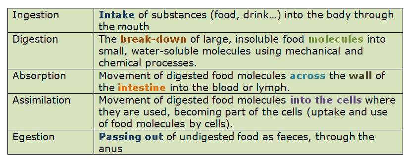 Human alimentary canal - Biology Notes for IGCSE 2014