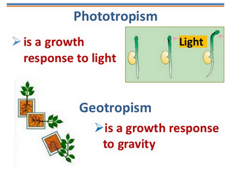 Tropism in plants - Biology Notes for IGCSE 2014