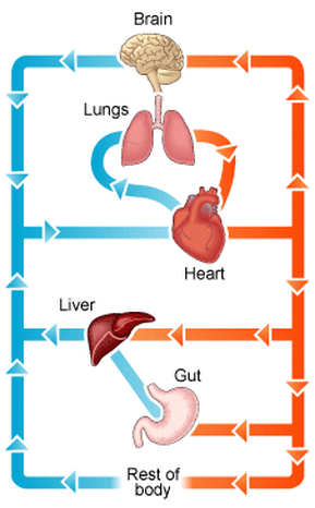The circulatory system - Biology Notes for IGCSE 2014