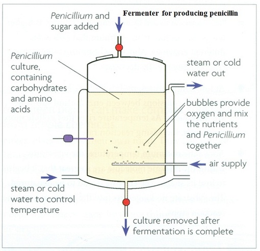 Use of microorganisms to manufacture antibiotic penicillin - Biology Notes for IGCSE 2014