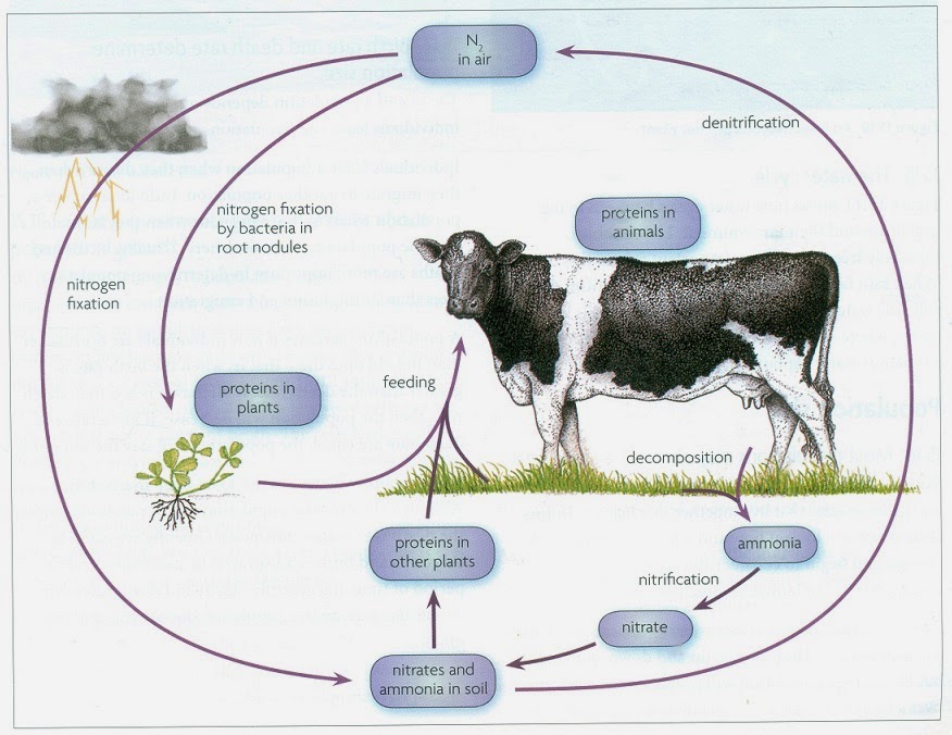 Nitrogen cycle - Biology Notes for IGCSE 2014