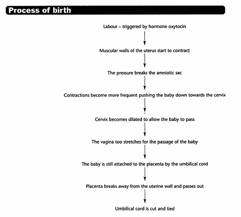 how baby born process