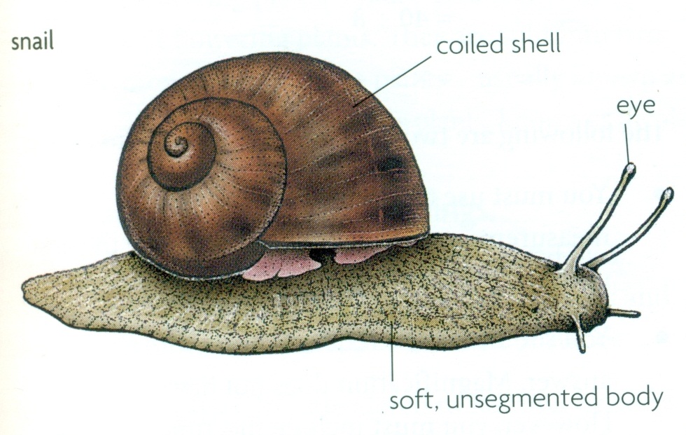 Annelids, Nematodes, Molluscs - Biology Notes for IGCSE 2014