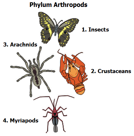 Phylum Arthropods - Biology Notes for IGCSE 2014