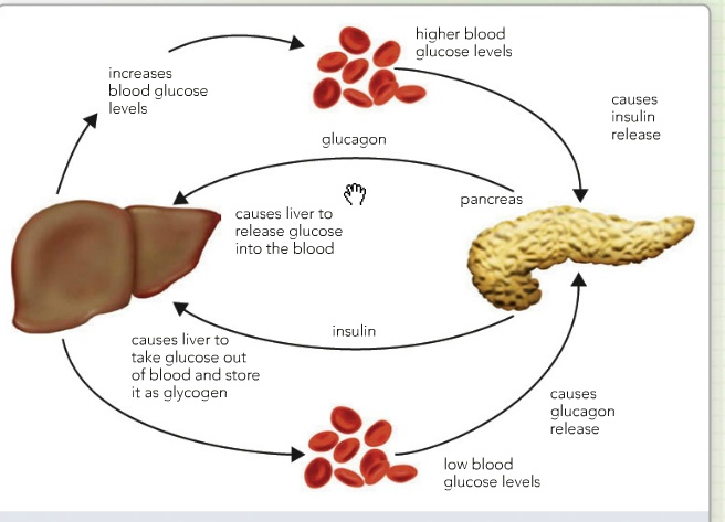 Blood Glucose Biology Notes For Igcse 2014