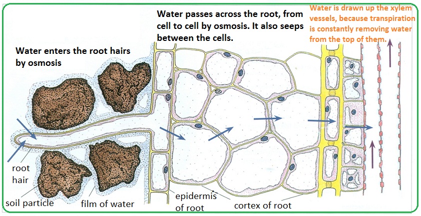 Passage of water through root, stem and leaf - Biology Notes for IGCSE 2014