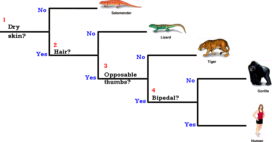 Dichotomous key animal What is