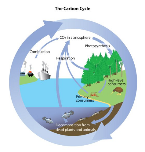 Carbon cycle/how to draw carbon cycle diagram/diagram of carbon cycle/carbon  cycle diagram/drawing - YouTube
