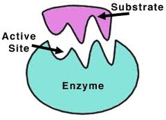 Question Video: Describing the Lock and Key Theory of Enzyme