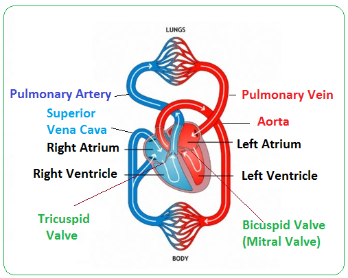 In the lungs, the pulmonary arteries (in blue) carry unoxygenated blood from the heart into the . Structure And Function Of The Heart Biology Notes For Igcse 2014