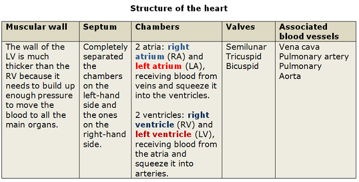 Structure and function of the heart - Biology Notes for IGCSE 2014