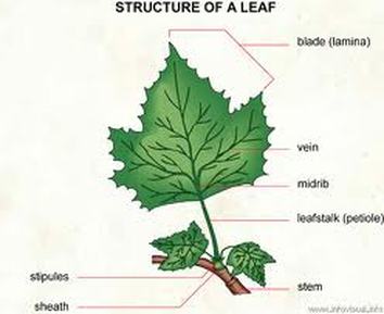 Leaf parts and patterns