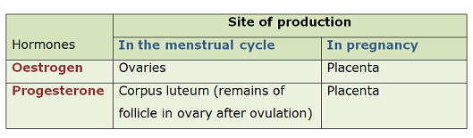 Sex Hormones Biology Notes For Igcse 2014