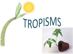 Tropism in plants - Biology Notes for IGCSE 2014