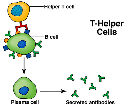 Immune system - antibody, tissue rejection - Biology Notes for IGCSE 2014
