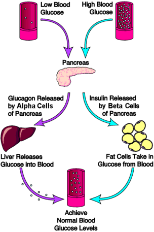 regulate blood glucose levels produced by the same mixed gland