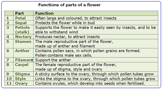 Parts Of A Flower And Its Functions